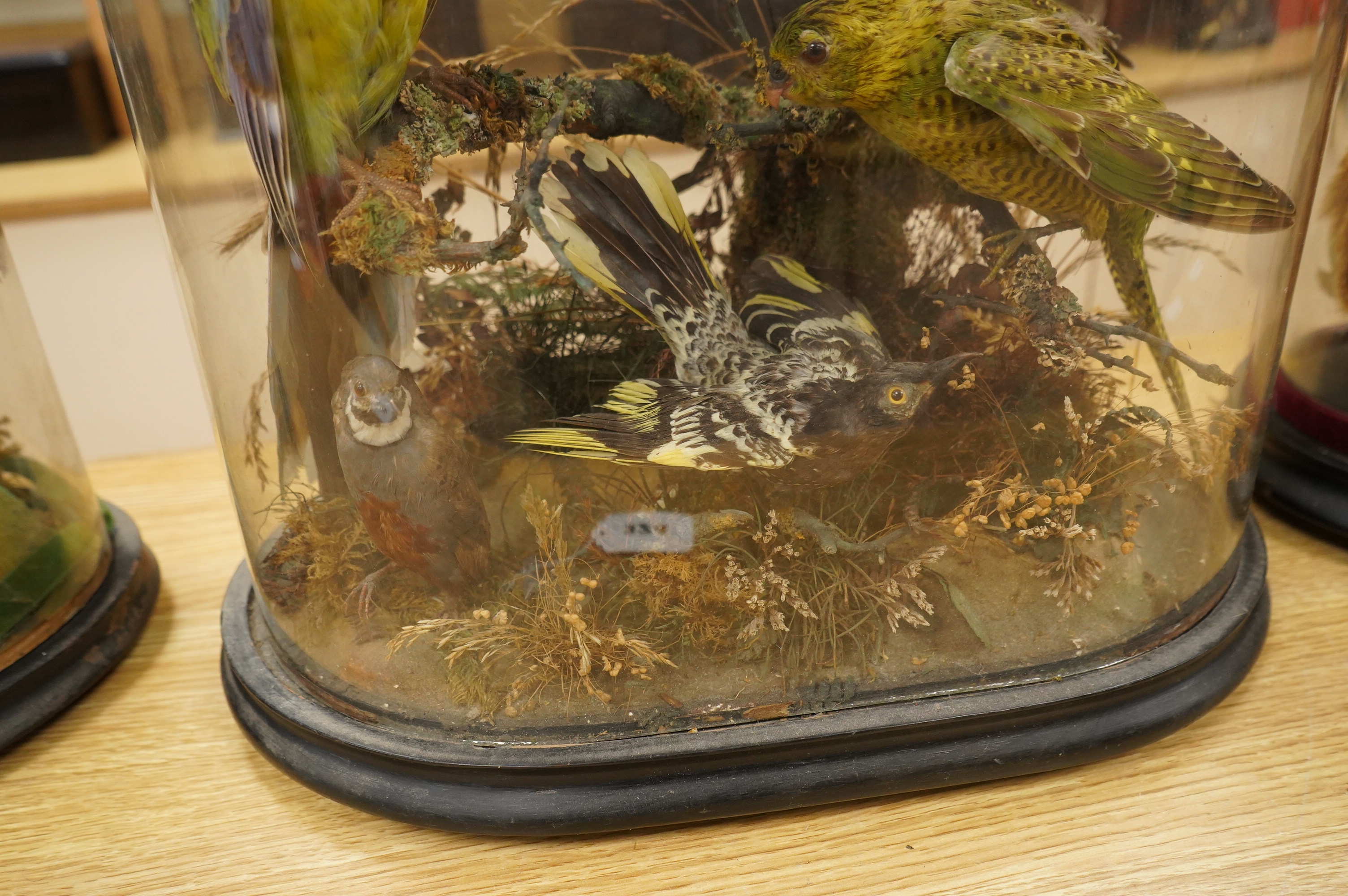 A Victorian taxidermy display of exotic birds including an Eastern Rosella, a Turquoise Parrot, a Night Parrot, etc., contained within a domed case with ebonised base, 70cm high, 40cm wide